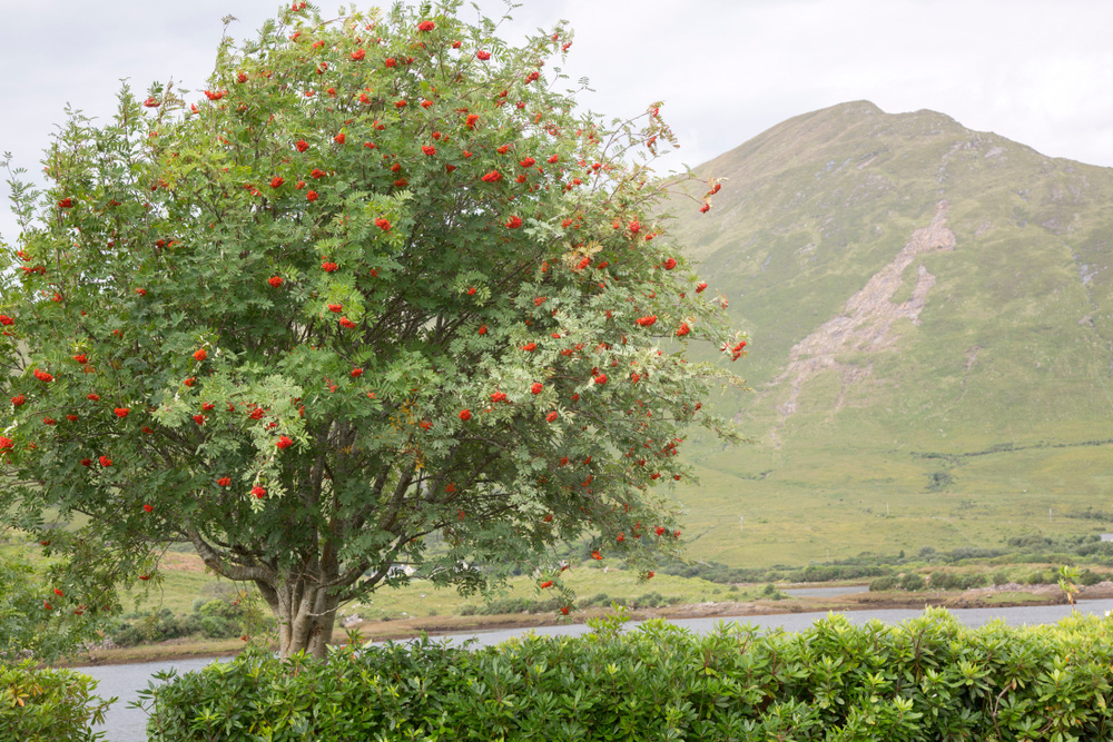 Tree near Killary Fjord; Connemara National Park; Ireland